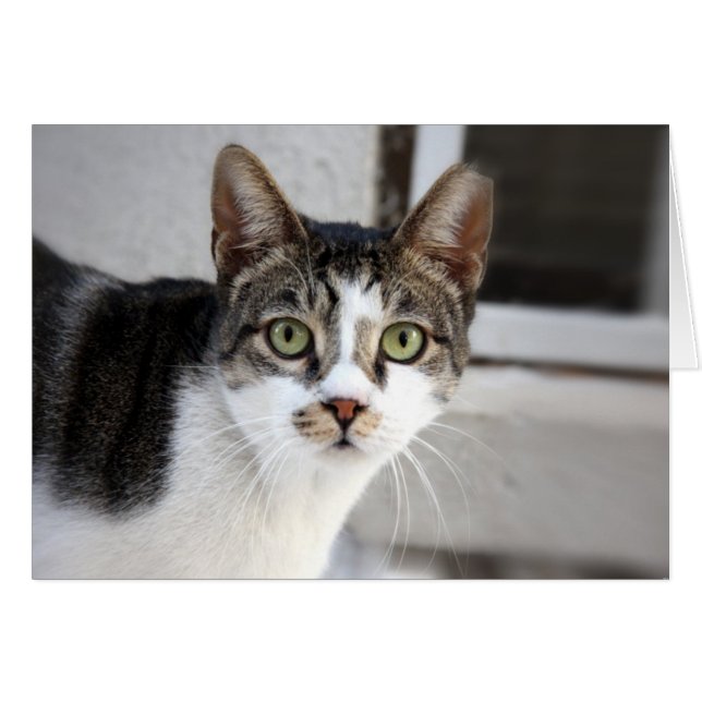 Cat Greeting Card (Front Horizontal)