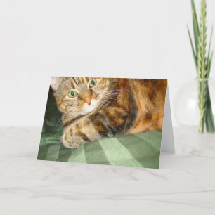 Cat Greeting Card