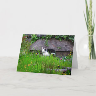 Cat Hanging Out Card