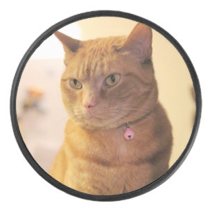 Cat  hockey puck
