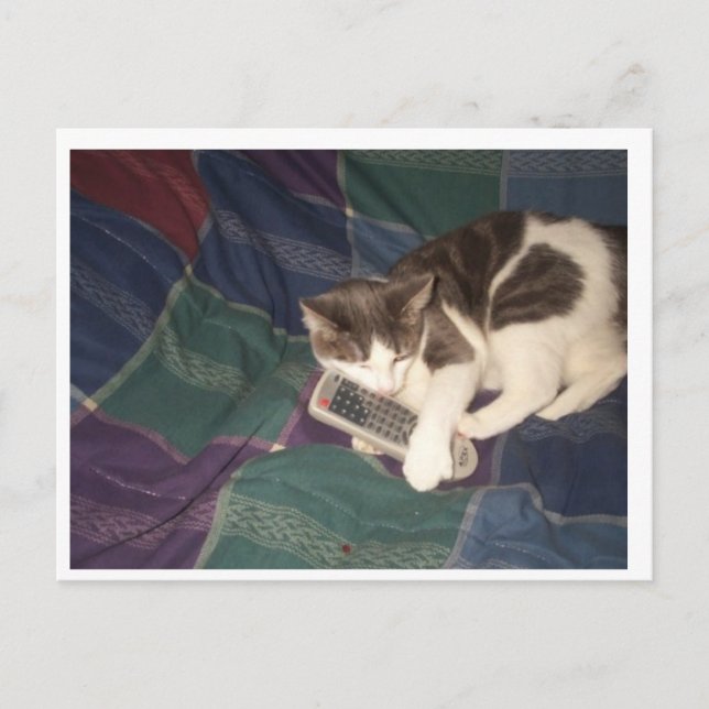 Cat hogging remote postcard (Front)