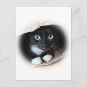 Cat in a bag postcard