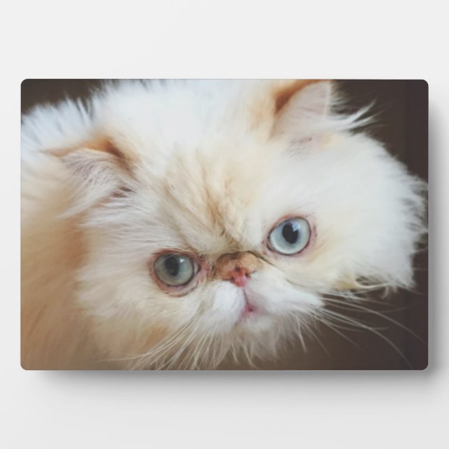 Cat In A Box Plaque (Front)