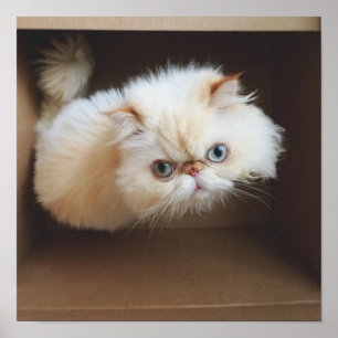 Cat In A Box Poster