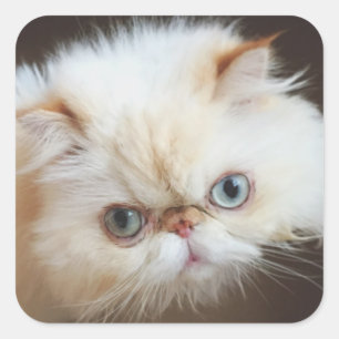 Cat In A Box Square Sticker