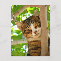 Cat in a Tree 