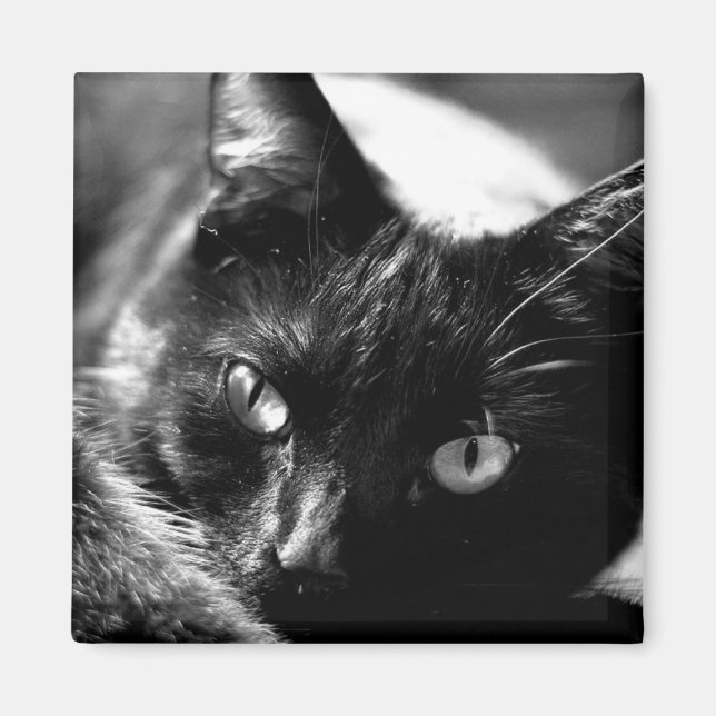 Cat in Black and White square magnet (Front)