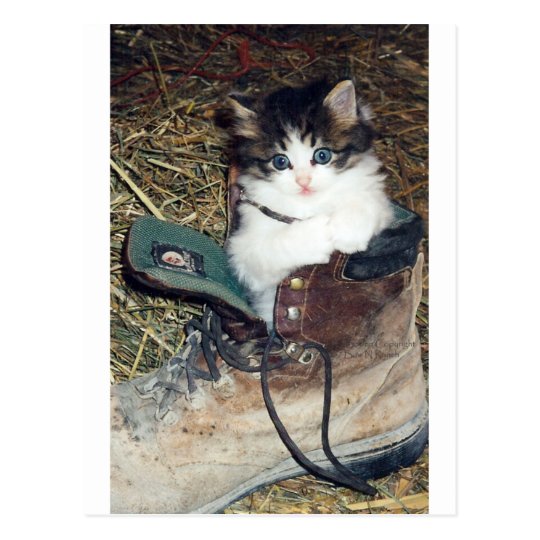 Cat in Boot Postcard