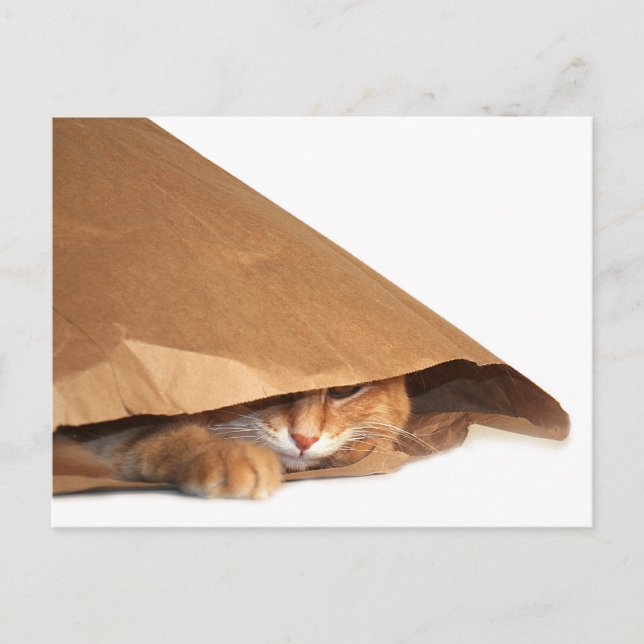 Cat in brown paper sack postcard (Front)