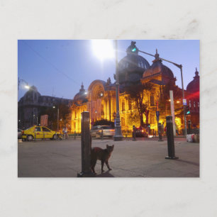 Cat in Bucharest, Romania Postcard