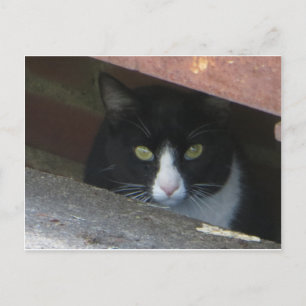 Cat In Drain Postcard