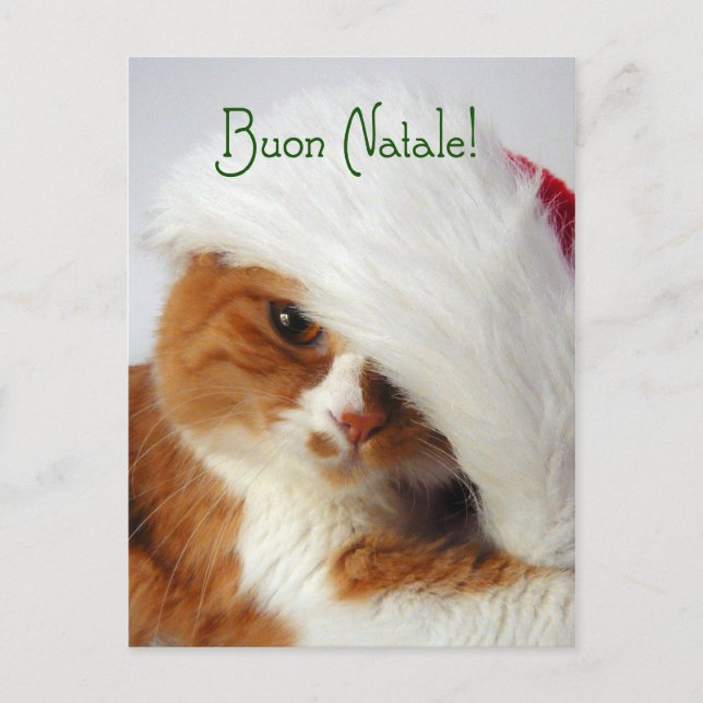 Cat in Santa Hat - Italian Postcard (Front)
