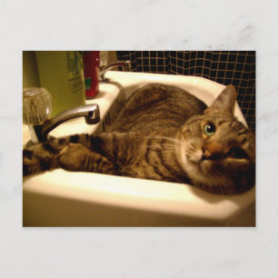 cat in sink Postcard