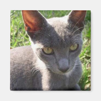 Cat in Sunlight Magnet