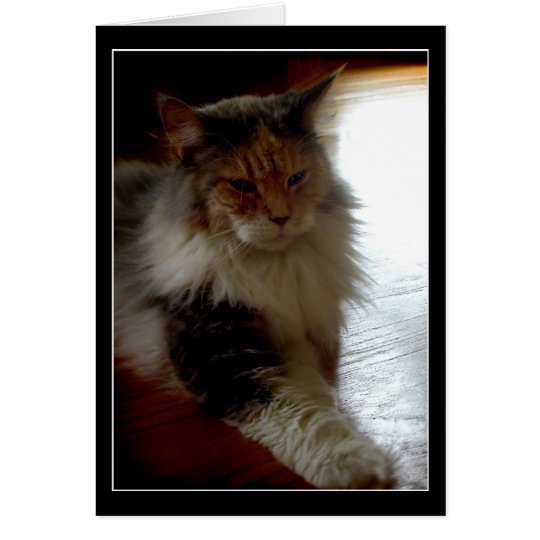 Cat in sunny window photo greeting card