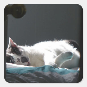 Cat in Sunspot Do Not Disturb Square Sticker