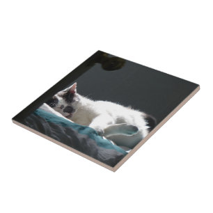 Cat in Sunspot Do Not Disturb Tile