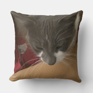 Cat in the Box Throw Pillow