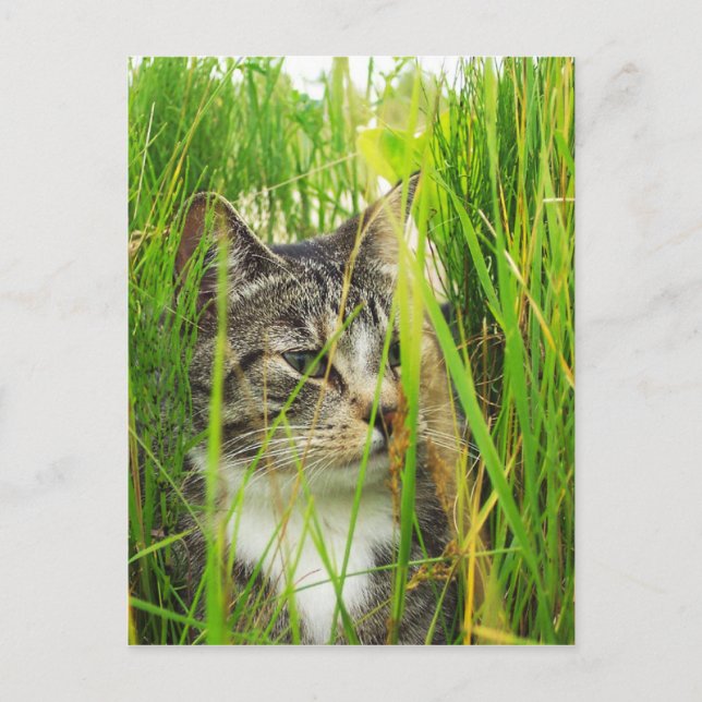 Cat in the Grass Postcard (Front)