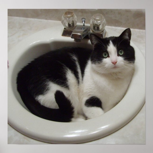 Cat in the sink poster (Front)