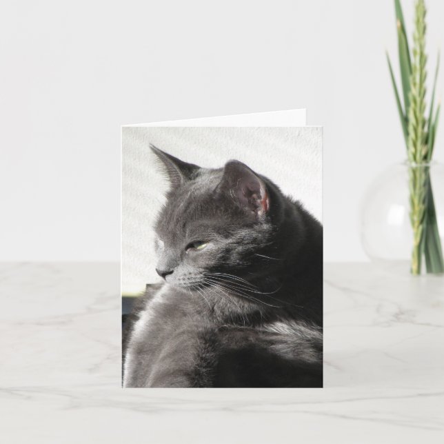 Cat in the Sun note card (Front)