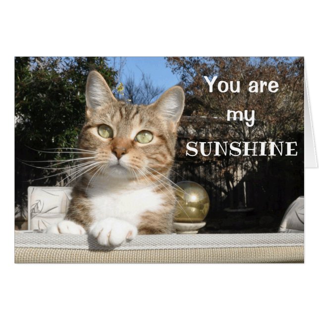 Cat in the sunshine card (Front Horizontal)