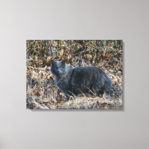 Cat in the Woods Canvas Print