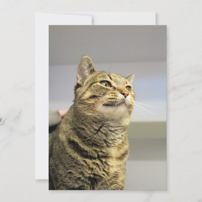 Cat Invitation (Front)