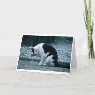 Cat - Kilkenny Ireland Card