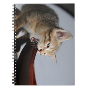 cat, kitten, animal notebook
