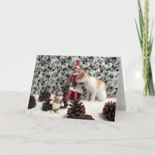 Cat, Kitten, Christmas, Rescue, Photo Holiday Card