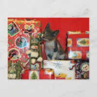 Cat, Kitten, Christmas, Rescue, Photo