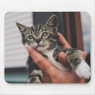 cat, kitten, hand mouse pad