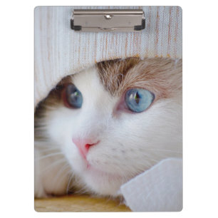 Cat, Kitten, Pet Clipboard