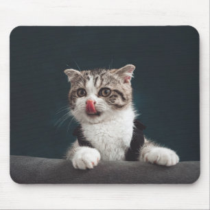 cat, kitten, pet mouse pad