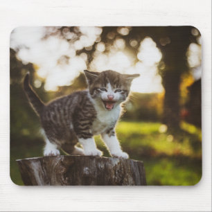 cat, kitten, pet mouse pad