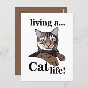 Cat Kitty Funny Postcard