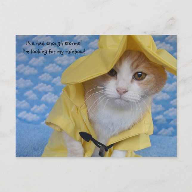 Cat/Kitty in Yellow Slicker Raincoat Postcard (Front)