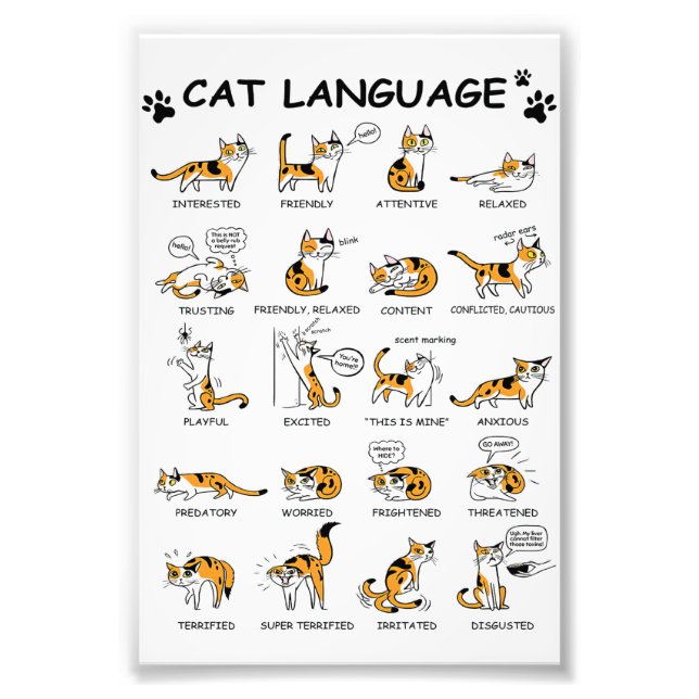 Cat Language, Funny Cat Kitten, Love Cat Gift Idea Photo Print (Front)