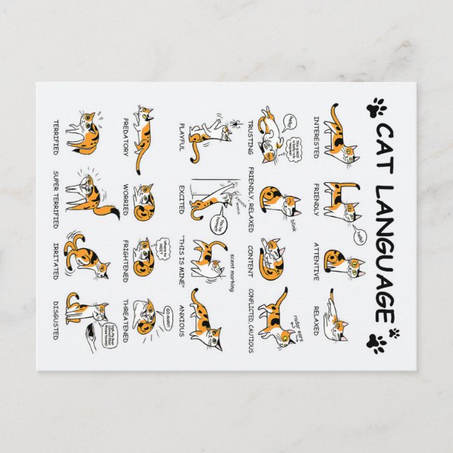 Cat Language, Funny Cat Kitten, Love Cat Gift Idea Postcard (Front)
