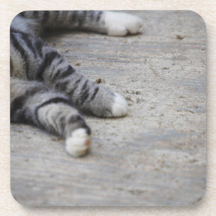 Cat laying on sidewalk coaster