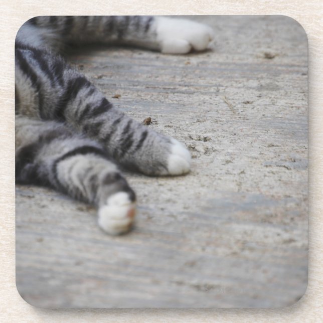 Cat laying on sidewalk coaster (Front)