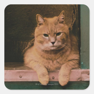 Cat Leans on Windowsill Square Sticker