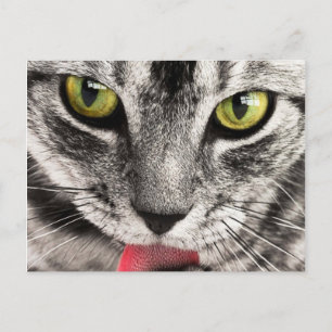 Cat Look Postcard