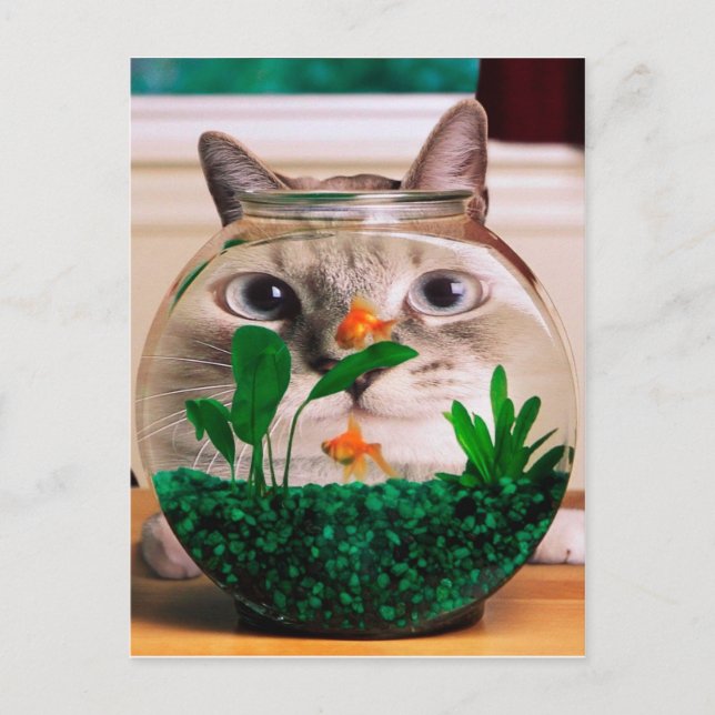 Cat looking at fish in aquarium postcard (Front)