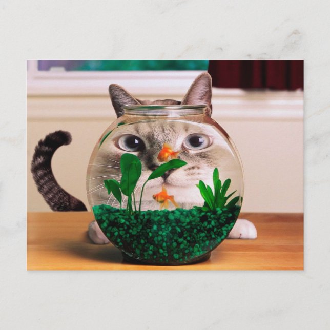 Cat looking at fish in aquarium postcard (Front)