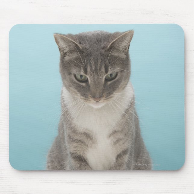 Cat looking at toy mouse on rug pad (Front)