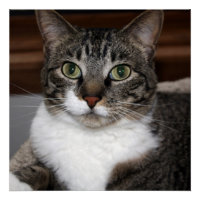 Cat Looking at You/Pet Tabby Cat Face Photo