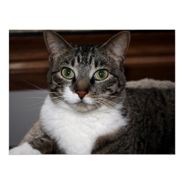 Cat Looking at You/Pet Tabby Cat Face Photo v2 Poster (Front)