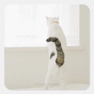 Cat looking out window, rear view square sticker